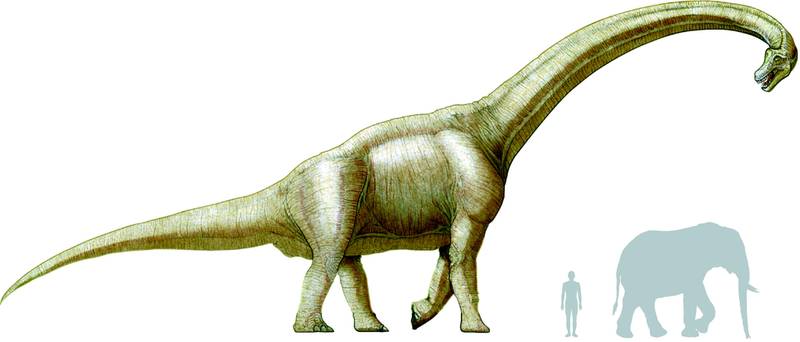 Cet énorme dinosaure, non content d'avoir une carapace, avait aussi du  camouflage sur sa peau